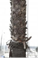 palm tree bark 0002